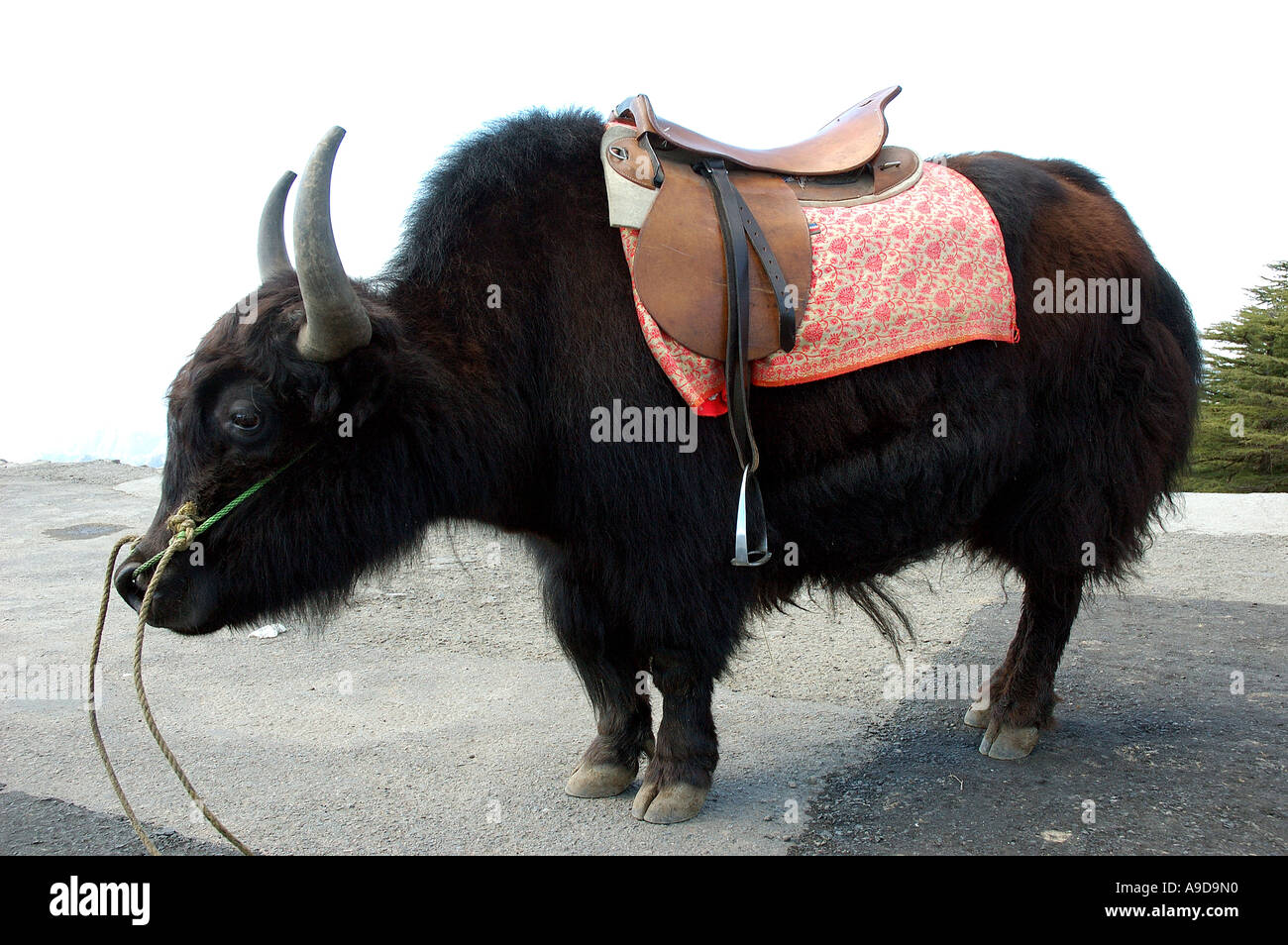 RAJ78119 Yak noir avec selle animal près de Shimla Himachal Pradesh, Inde Banque D'Images