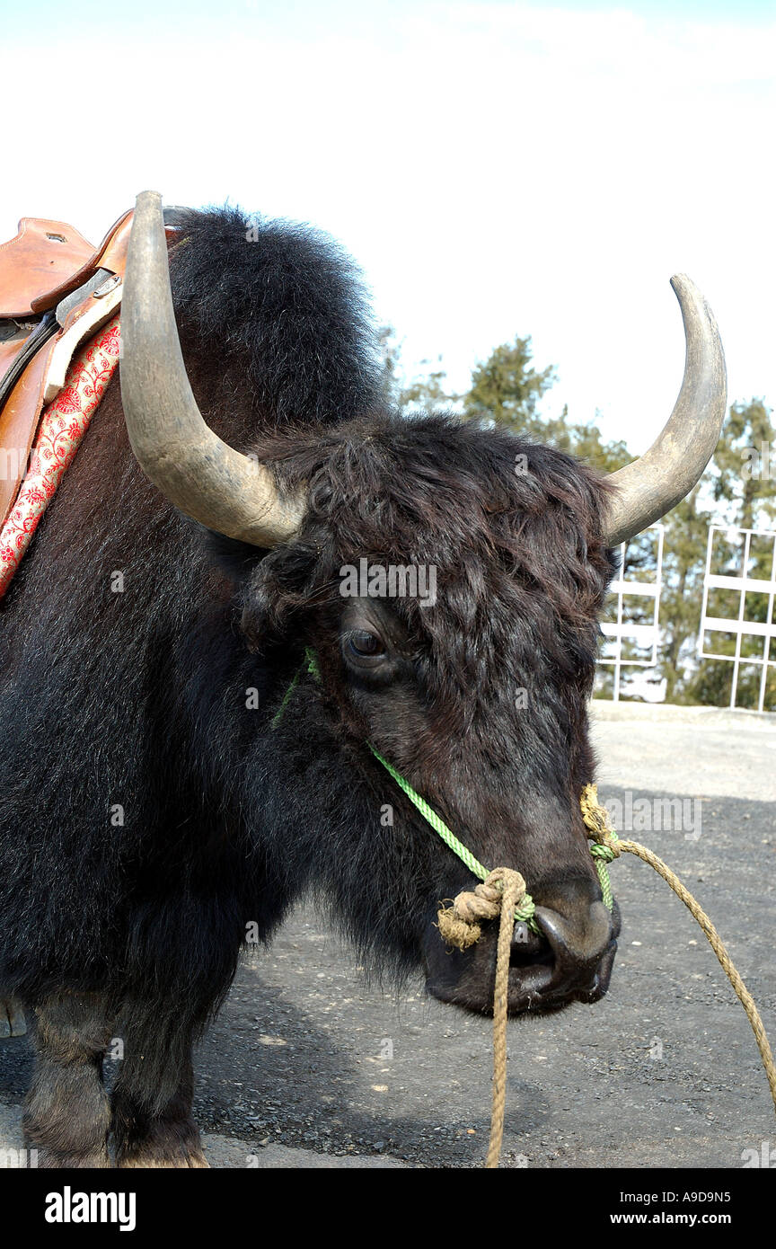 RAJ78120 Yak noir avec selle animal près de Shimla Himachal Pradesh, Inde Banque D'Images