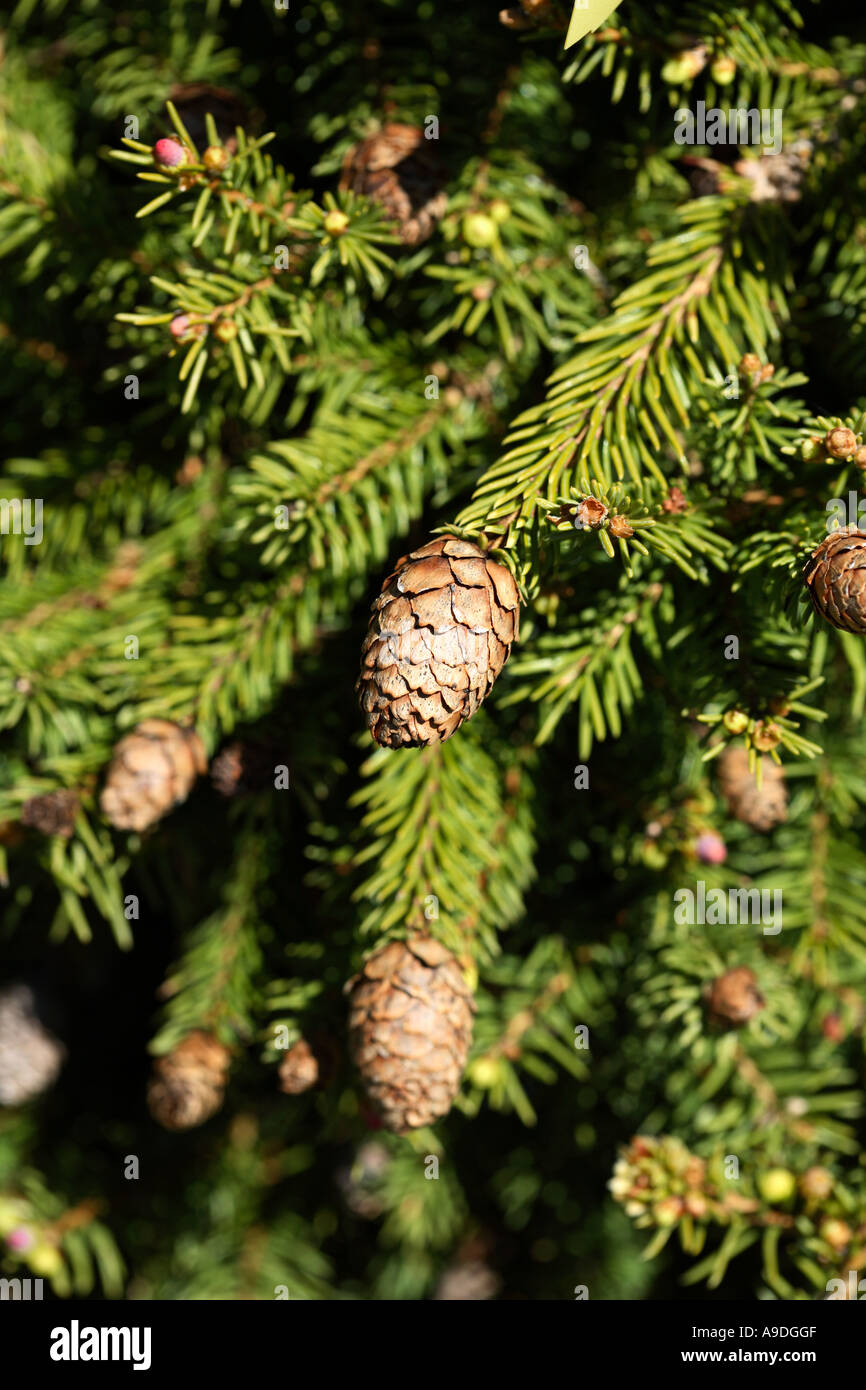 L'épicéa commun Picea abies Pusch Pinaceae Banque D'Images