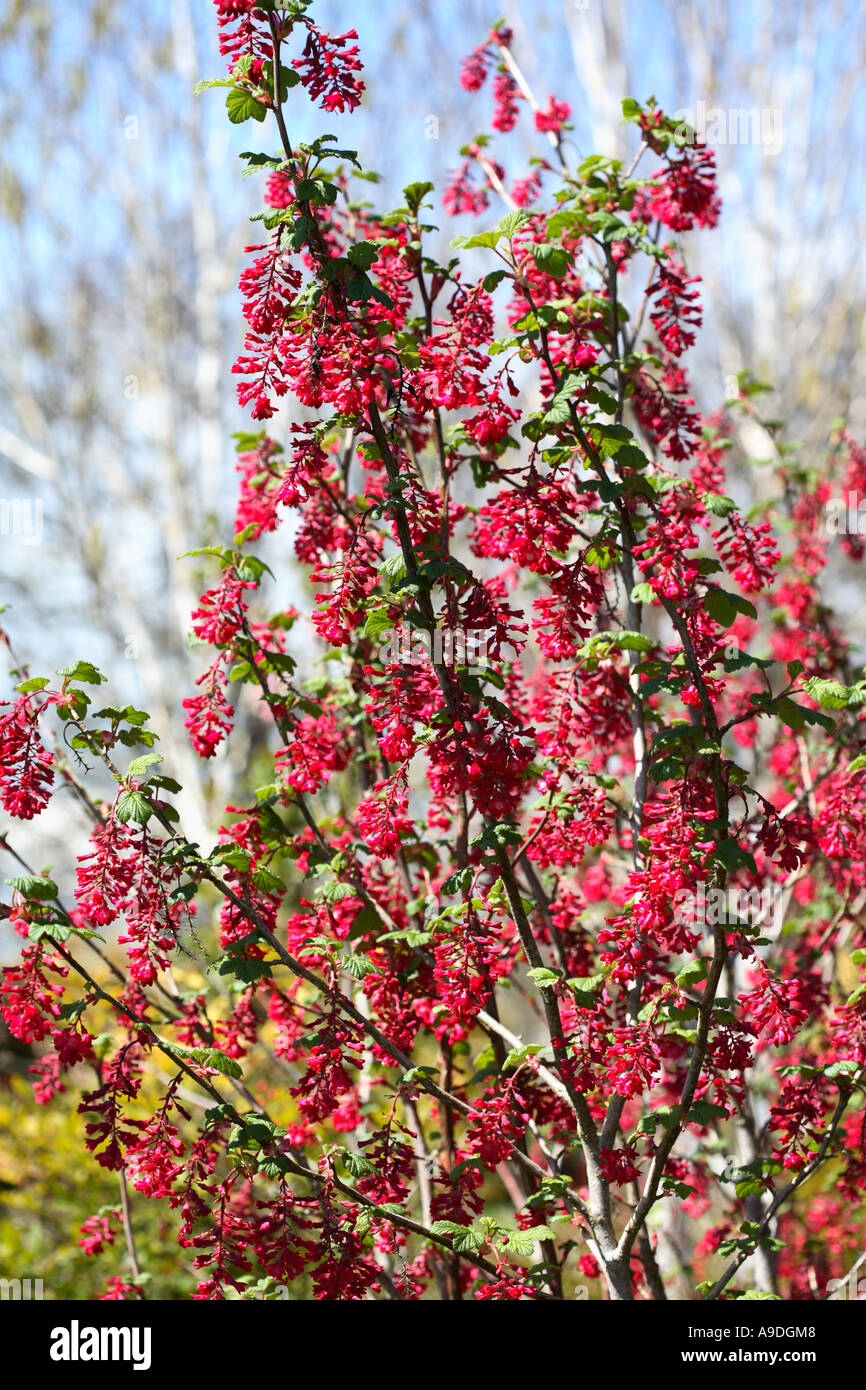 Groseillier à fleurs Ribes sanguineum rouge Banque D'Images