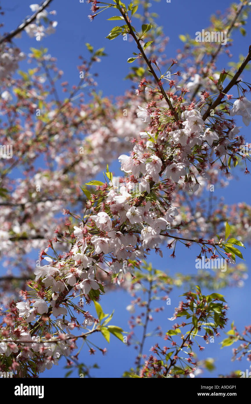 Yoshino Cherry Prunus x Yedoensis Akebono Banque D'Images