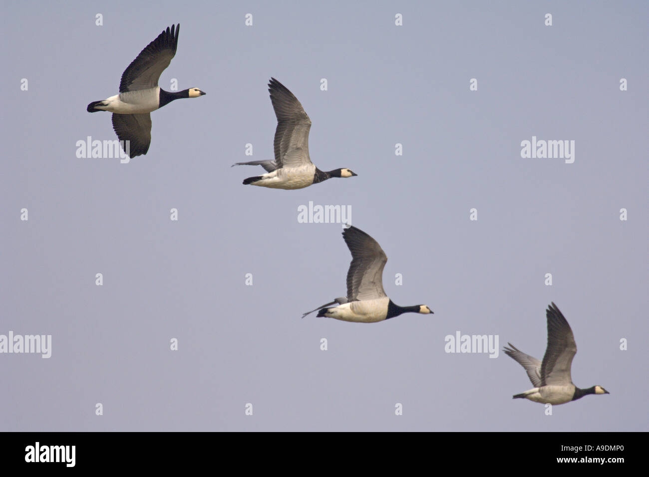 La bernache nonnette (Branta leucopsis en vol Norfolk Angleterre Mars Banque D'Images