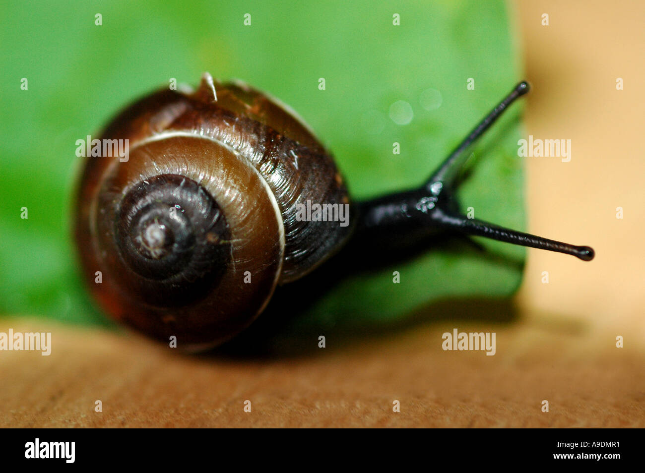 Escargot sur une feuille Banque D'Images