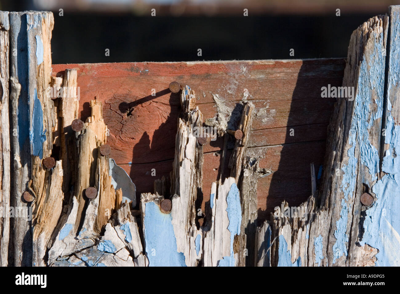 Le bois pourri et les ongles grain fin Banque D'Images