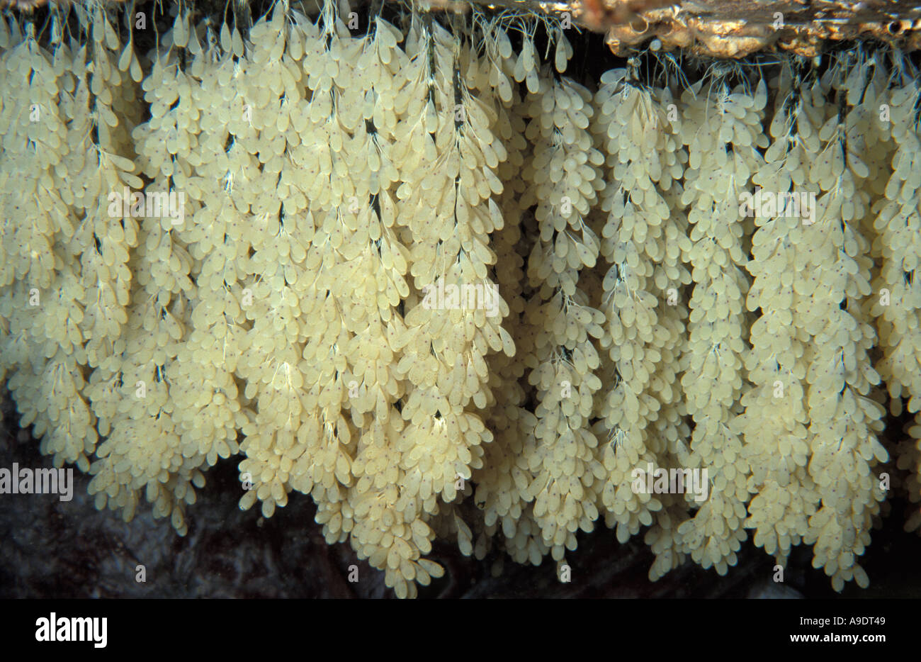 Nt47 oeufs de pieuvre géante du Pacifique Enteroctopus dofleini Pacifique Nord-Ouest Photo Copyright Brandon Cole Banque D'Images