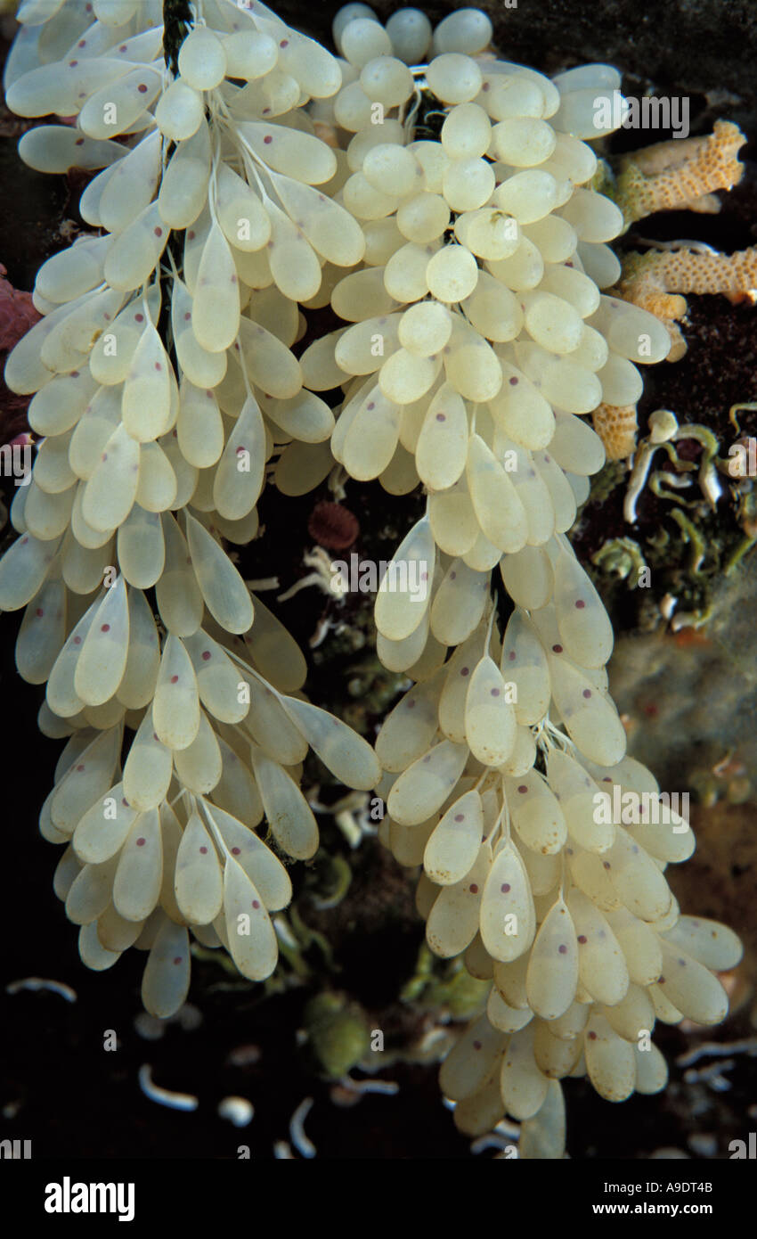 Nt51 oeufs de pieuvre géante du Pacifique Enteroctopus dofleini Pacifique Nord-Ouest Photo Copyright Brandon Cole Banque D'Images