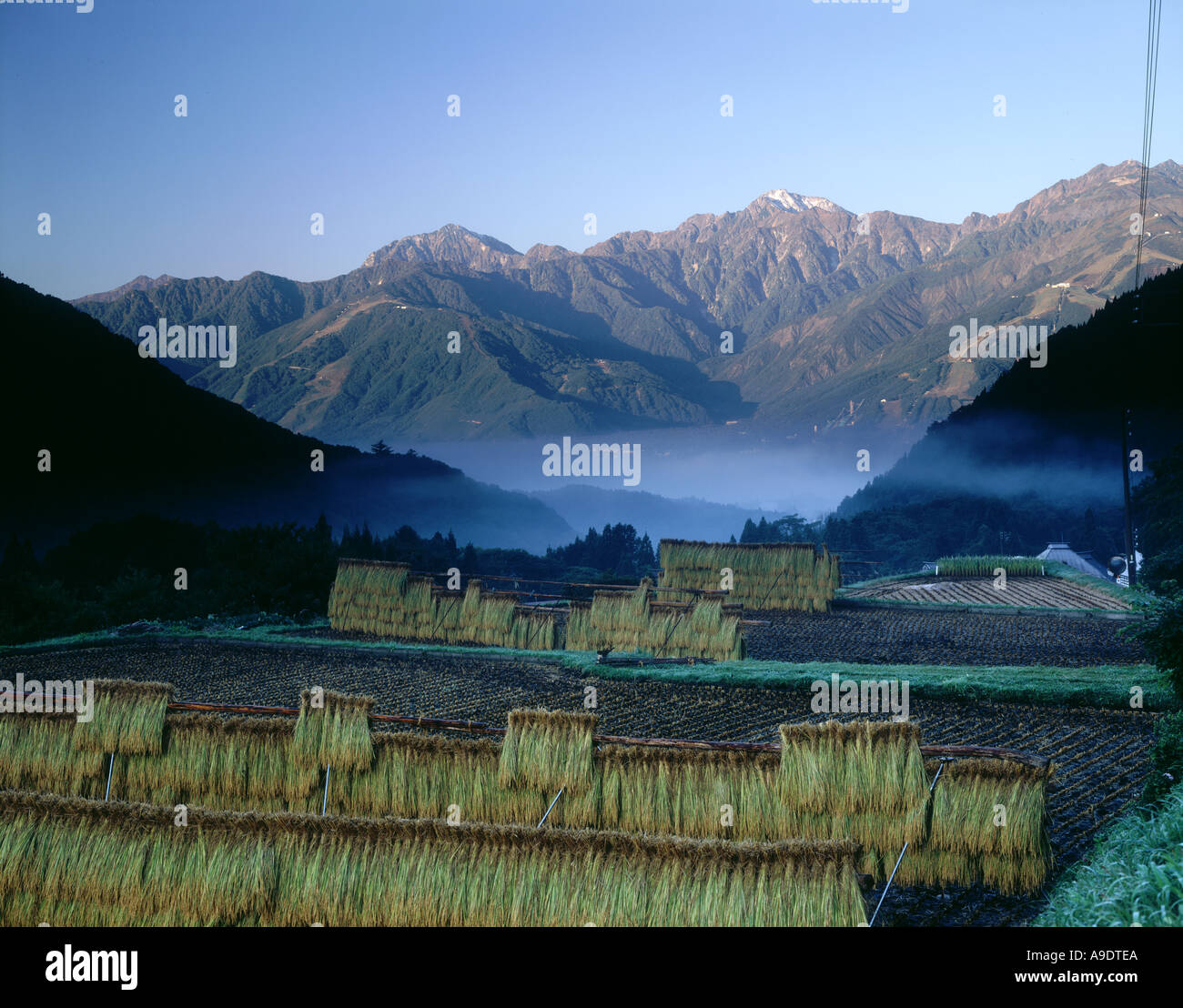 Les champs de riz des montagnes Hakuba Nagano Japon Banque D'Images