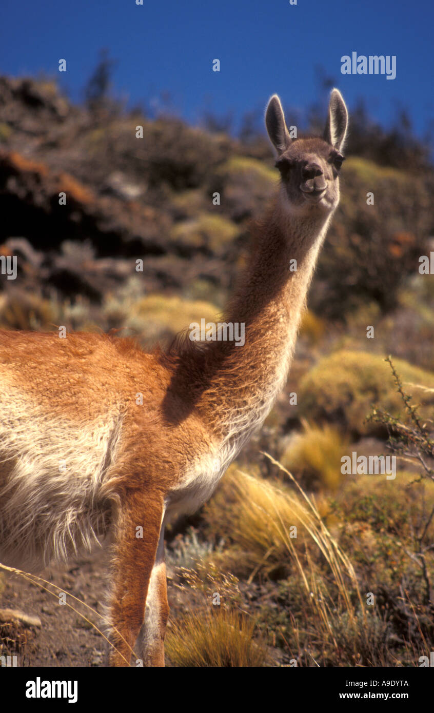 Guanacos (Lama guanicoe) dans le Parc National Torres del Paine, Patagonie, Chili Banque D'Images