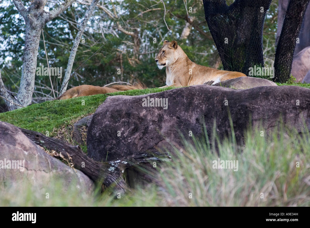 Lionne à Orlando Disney's Animal Kingdom Theme Park Banque D'Images