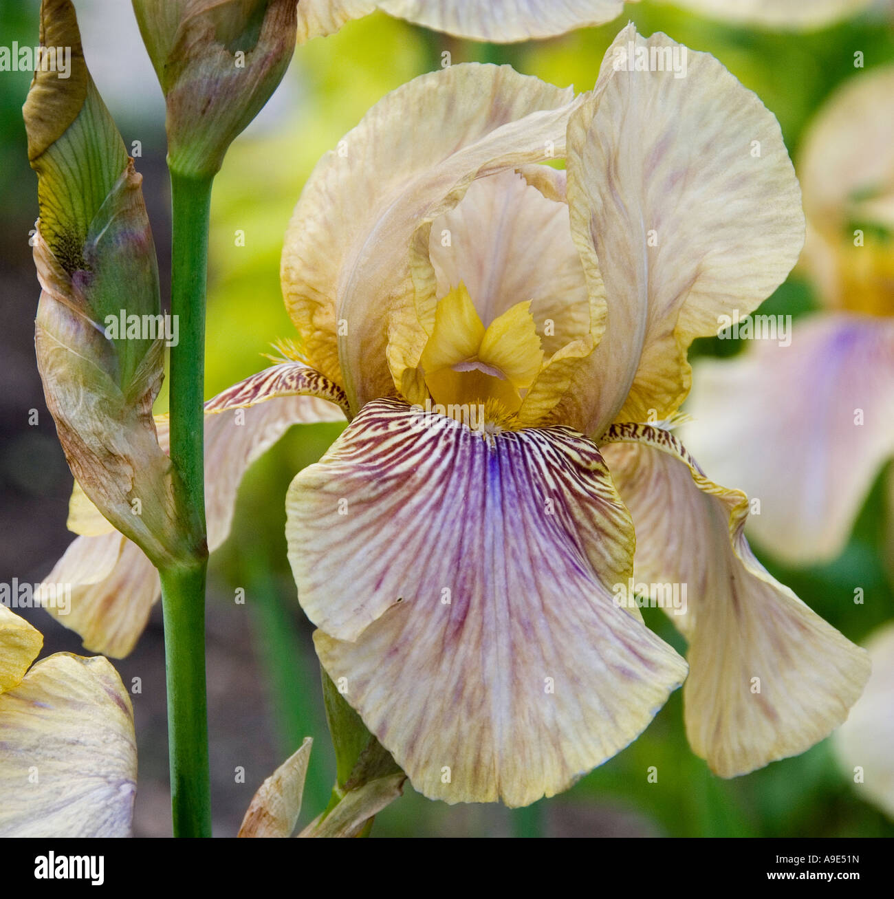 Iris 'olive' fleur fleurs benton Banque D'Images