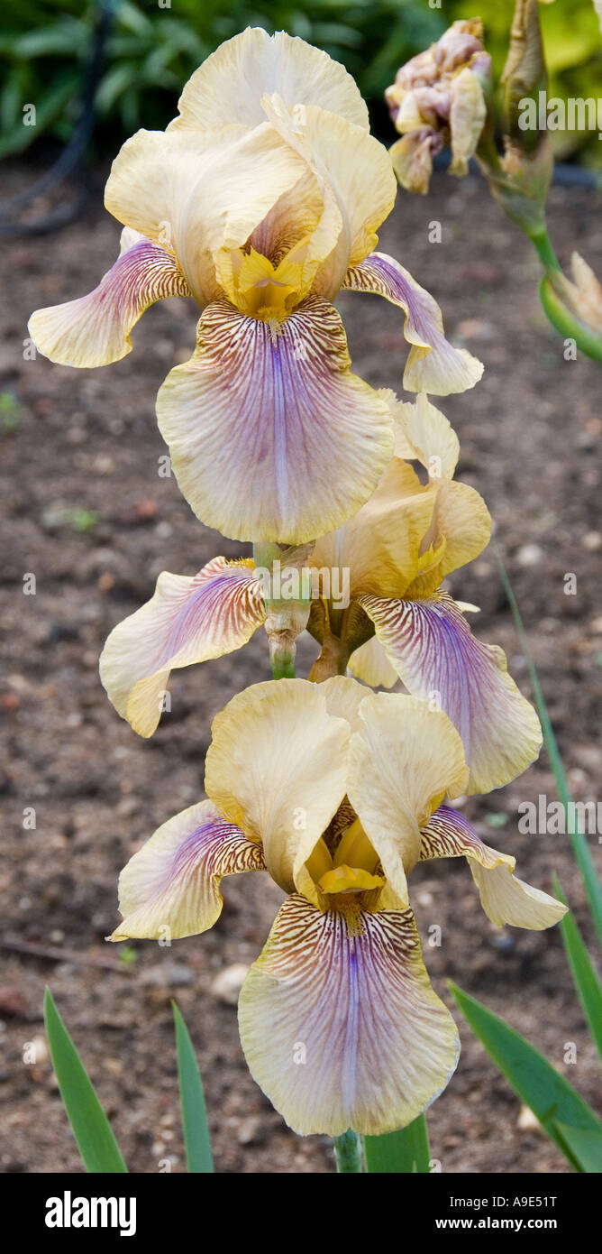 Iris 'olive' en fleurs fleurs de Benton Banque D'Images