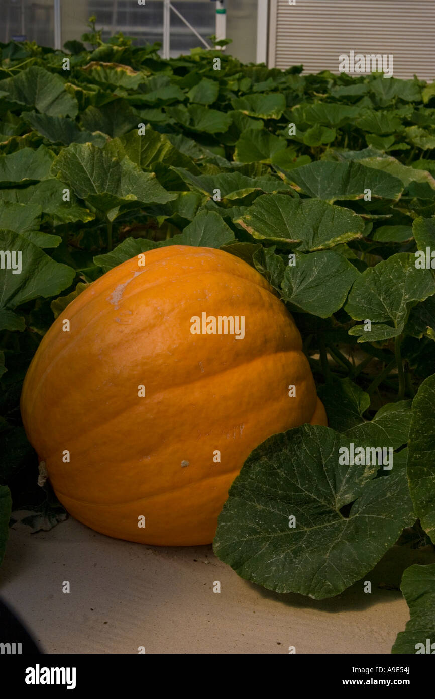 La récolte de citrouille expérimental de la NASA au Disney's Epcot Center Banque D'Images