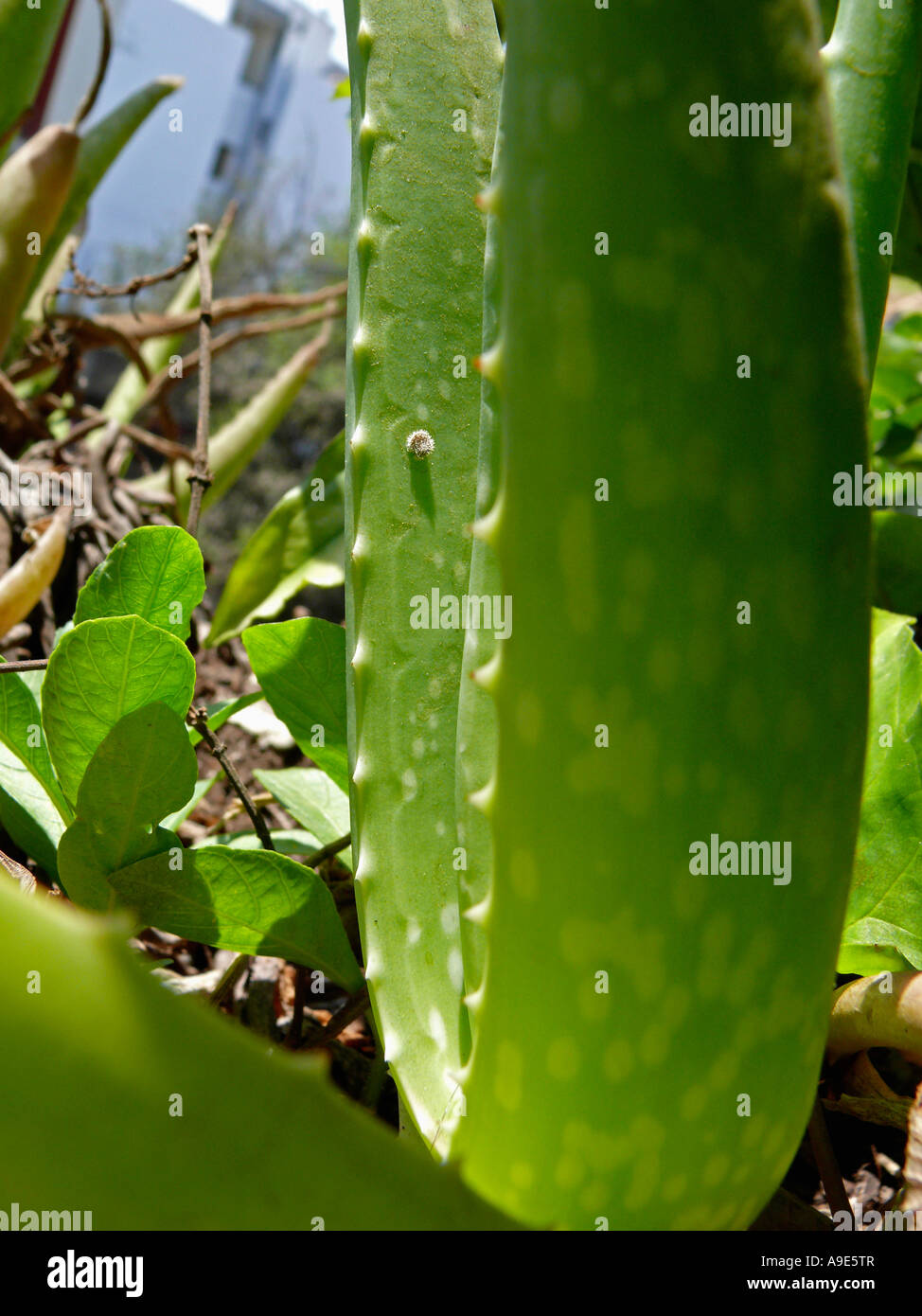 L'aloe vera, Genre : Aloe, essence : vera, l'Aloe Vera est une plante qui a été utilisé pour guérir la peau pendant plus de 2000 ans en médecine ayurvédique Banque D'Images