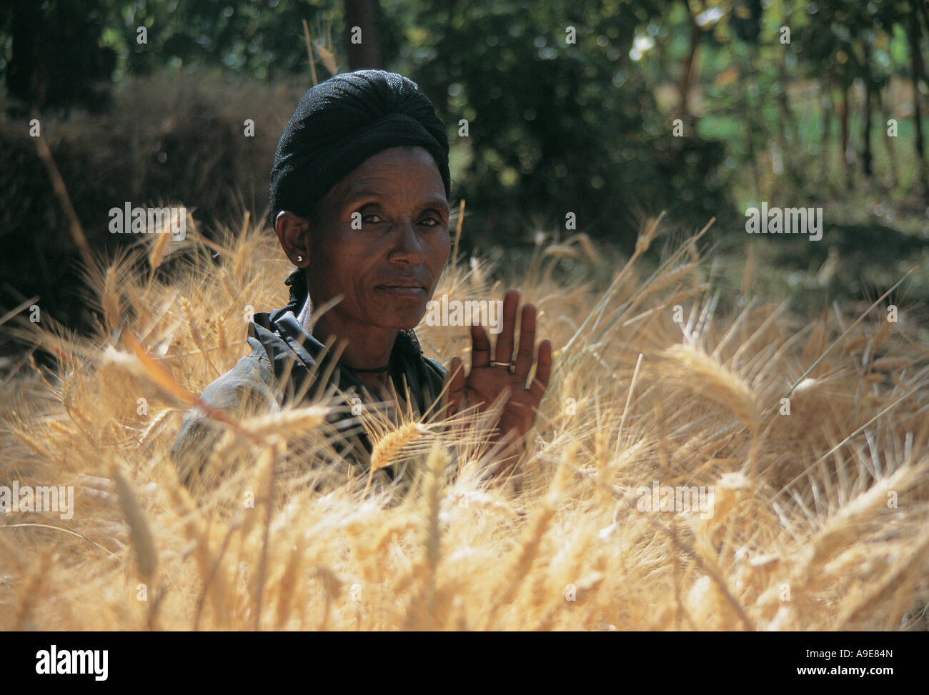 Femme parmi les cultures d'orge prêt pour la récolte de l'Éthiopie de Korem Banque D'Images