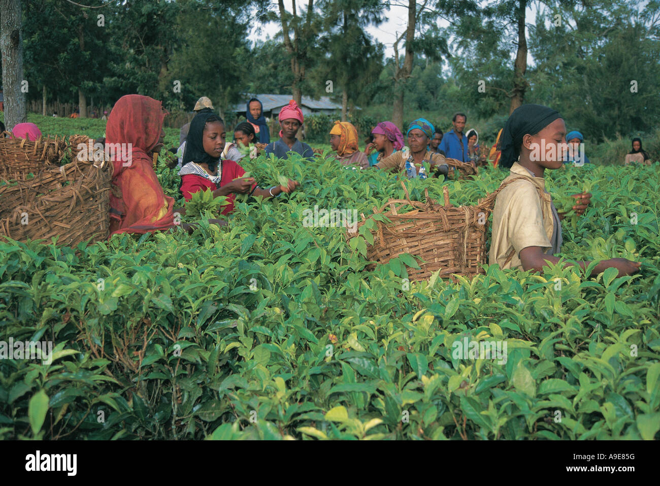 Les cueilleurs de thé à tiens tiens la plantation de thé Bonga Forest l'Ethiopie Banque D'Images