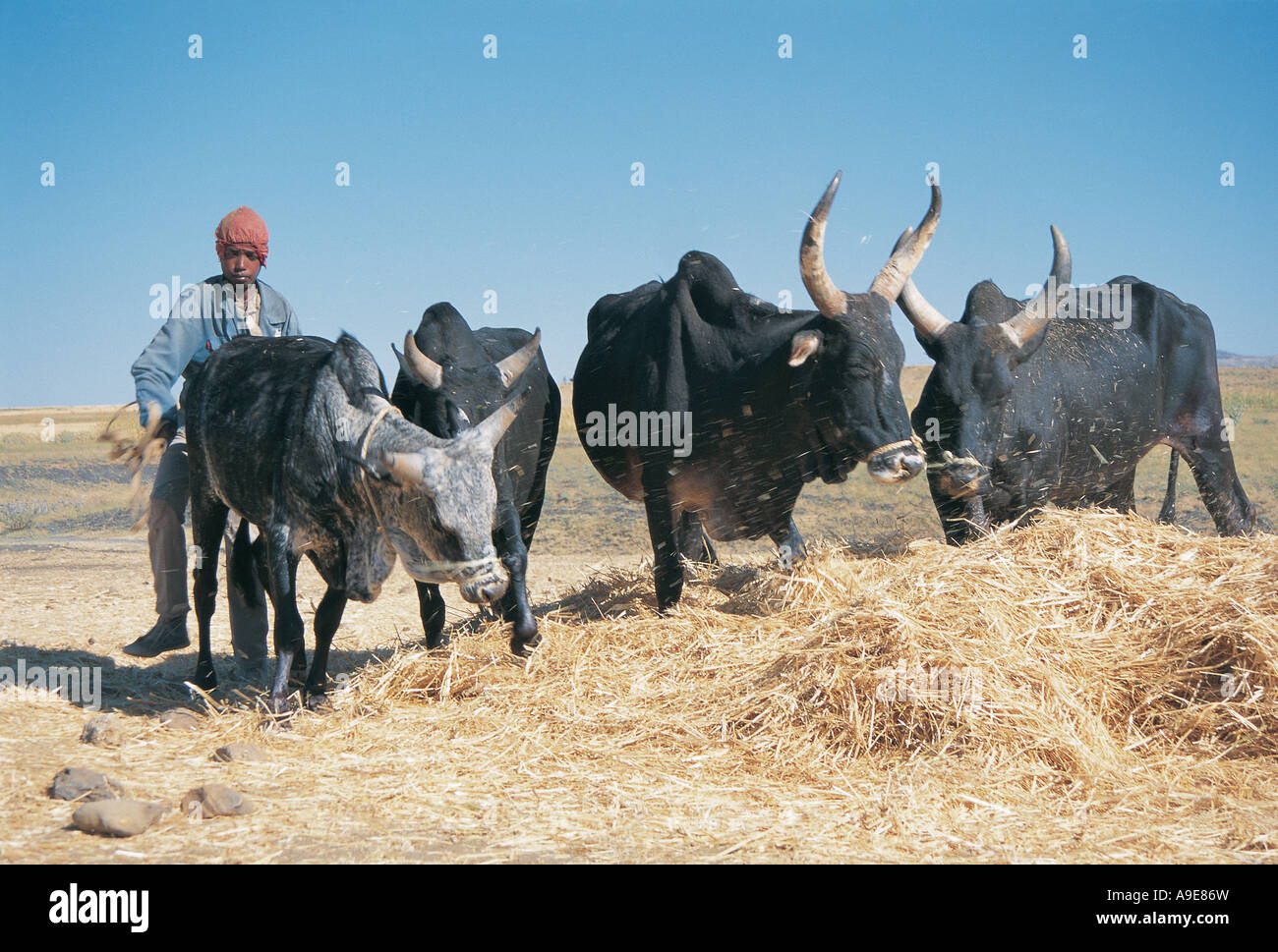 Battage du grain le bétail l'Éthiopie Mekele Banque D'Images