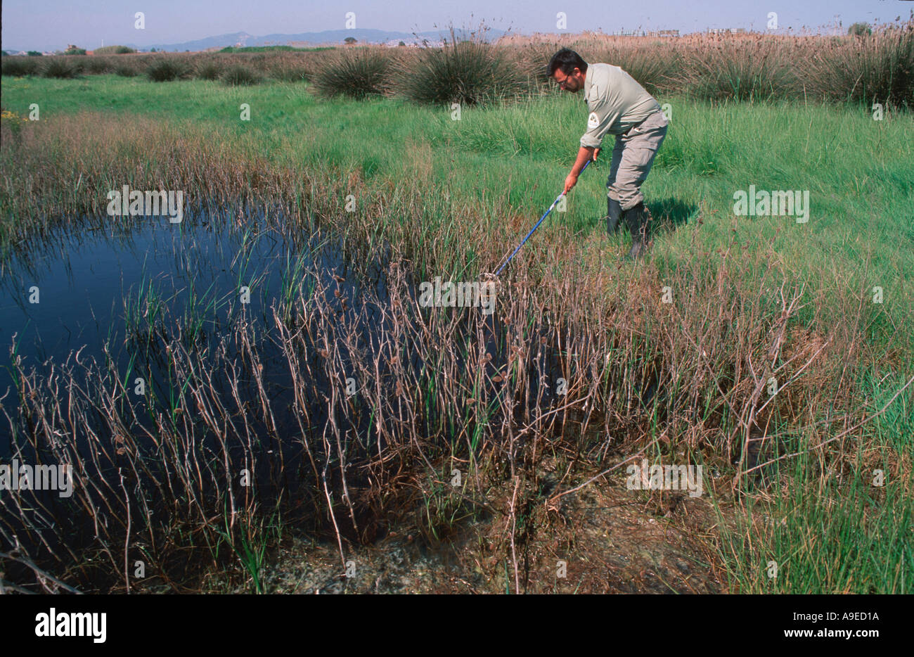 Travailleur de l'étang d'échantillonnage pour les larves de moustiques et d'autres organismes Banque D'Images
