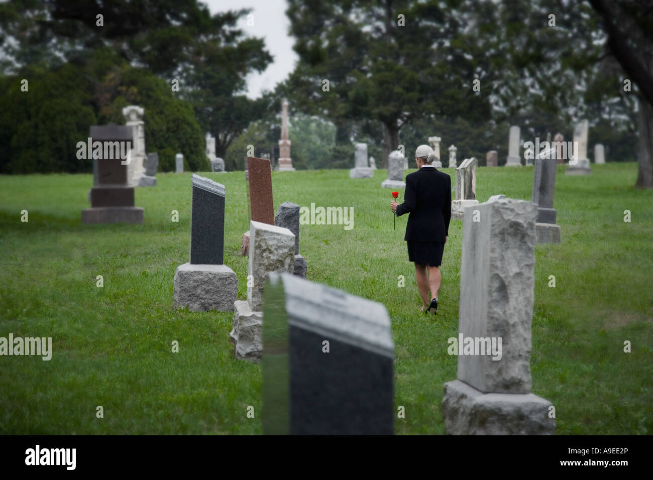 A senior woman transportant une seule rose promenades pour une sépulture dans un cimetière Banque D'Images