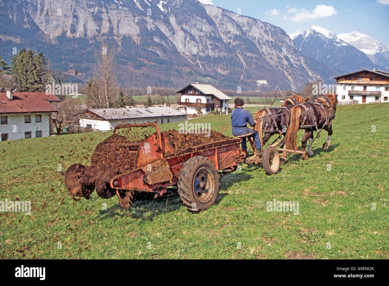 L'Allemand du sud Coldblood chevaux (Equus caballus), une équipe de deux tirant un épandeur de fumier, Tirol Banque D'Images