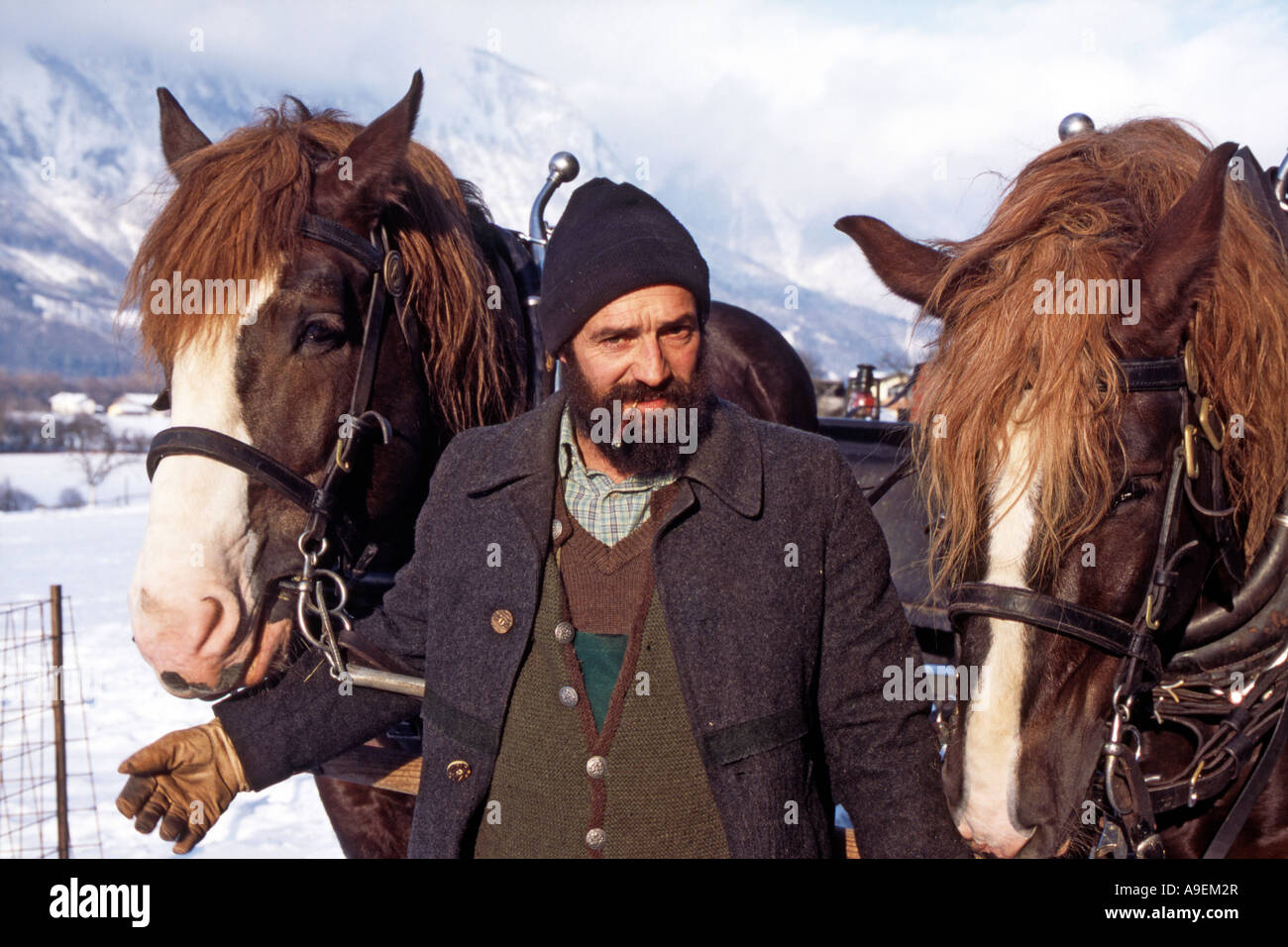 Farmer Hubert Kichmair avec son équipe de l'Allemand Coldblood chevaux (Equus caballus), Tirol Banque D'Images