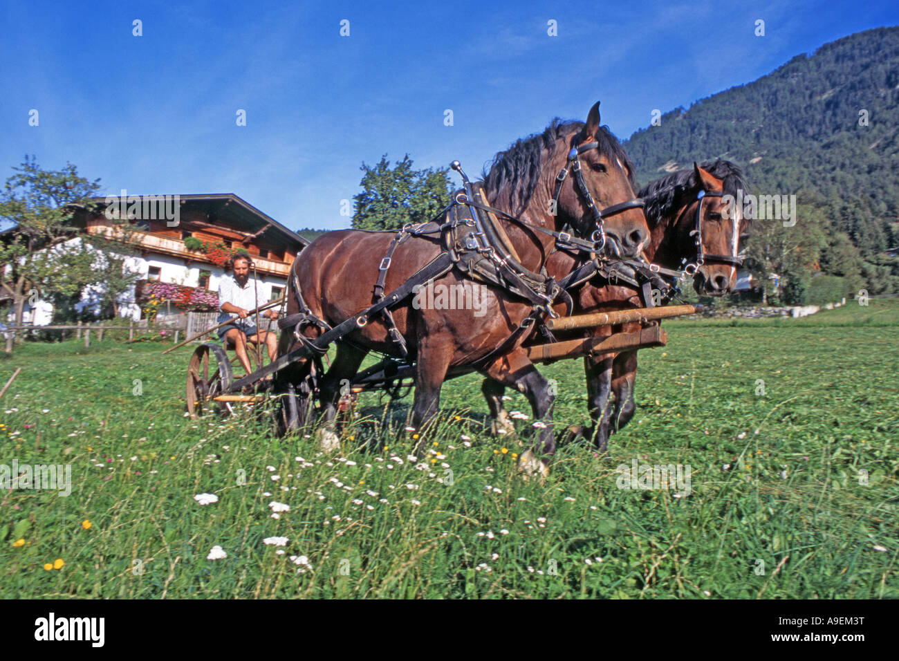 L'Allemand du sud Coldblood chevaux (Equus caballus) une équipe de deux tirant une machine de coupe avec l'agriculteur Hubert Kirchmair. Tirol Banque D'Images
