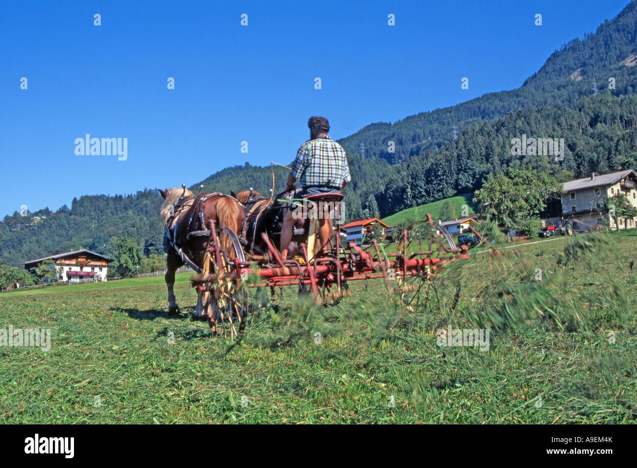 L'agriculteur Hubert Kirchmair travailler avec un cheval dessiné tedder, Tirol, Autriche Banque D'Images