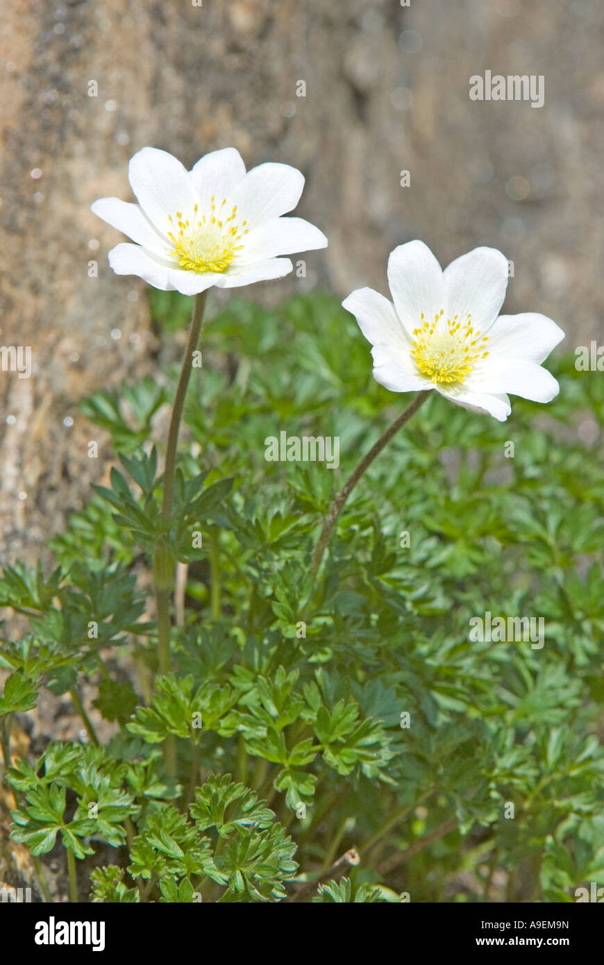 Pasqueflower Pulsatilla alpina Alpine (, Anemone alpina), la floraison Banque D'Images