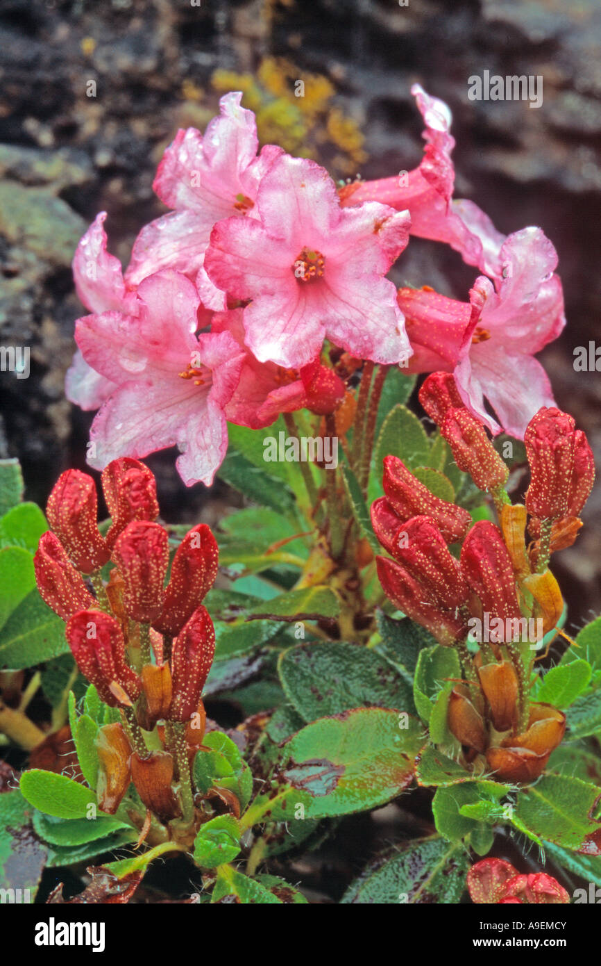 Hairy Alpen Rose (Rhododendron hirsutum), la floraison Banque D'Images