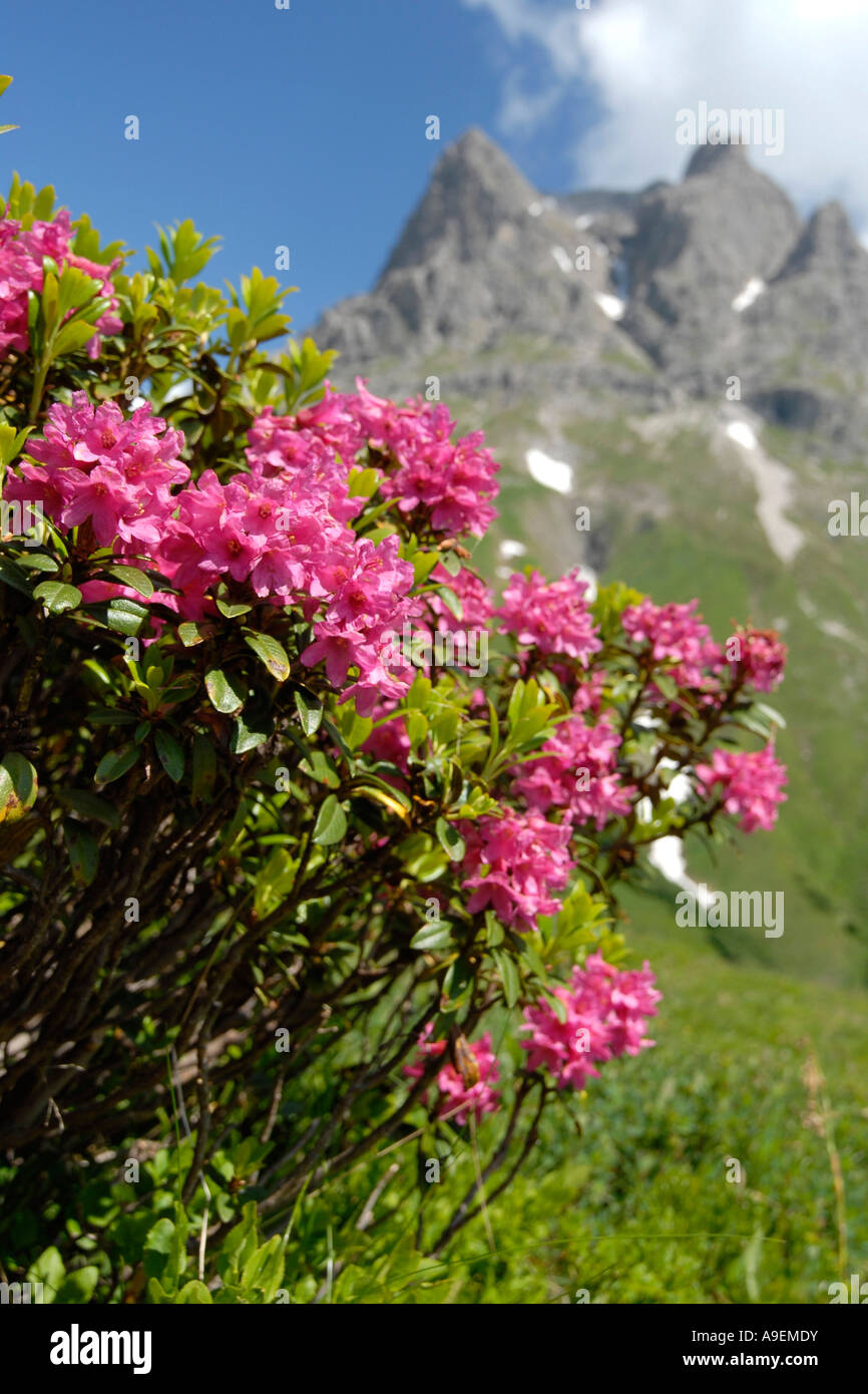 Alp Rose, feuilles rouillées (Rhododendron ferrugineum) Alprose, la floraison Banque D'Images