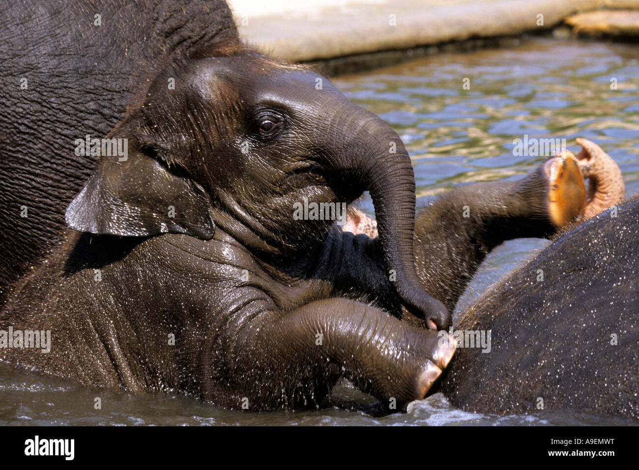 L'éléphant asiatique, Indien éléphant (Elephas maximus), prendre un bain de veau Banque D'Images