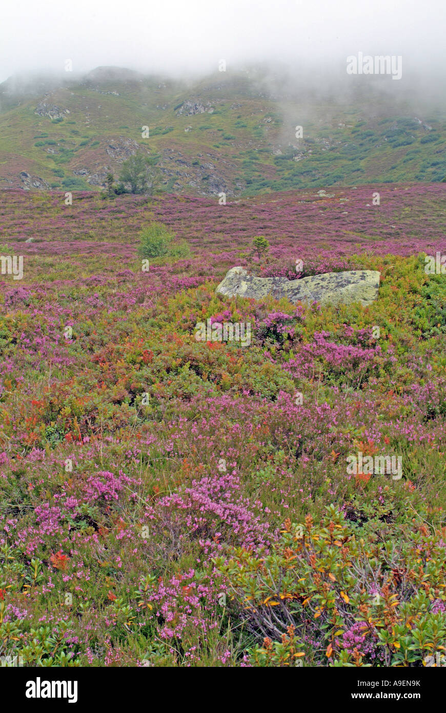 La floraison, Heather Sylvestre Ling (Calluna vulgaris) sur un versant de montagne à l'Naunz, Tirol, Autriche Banque D'Images