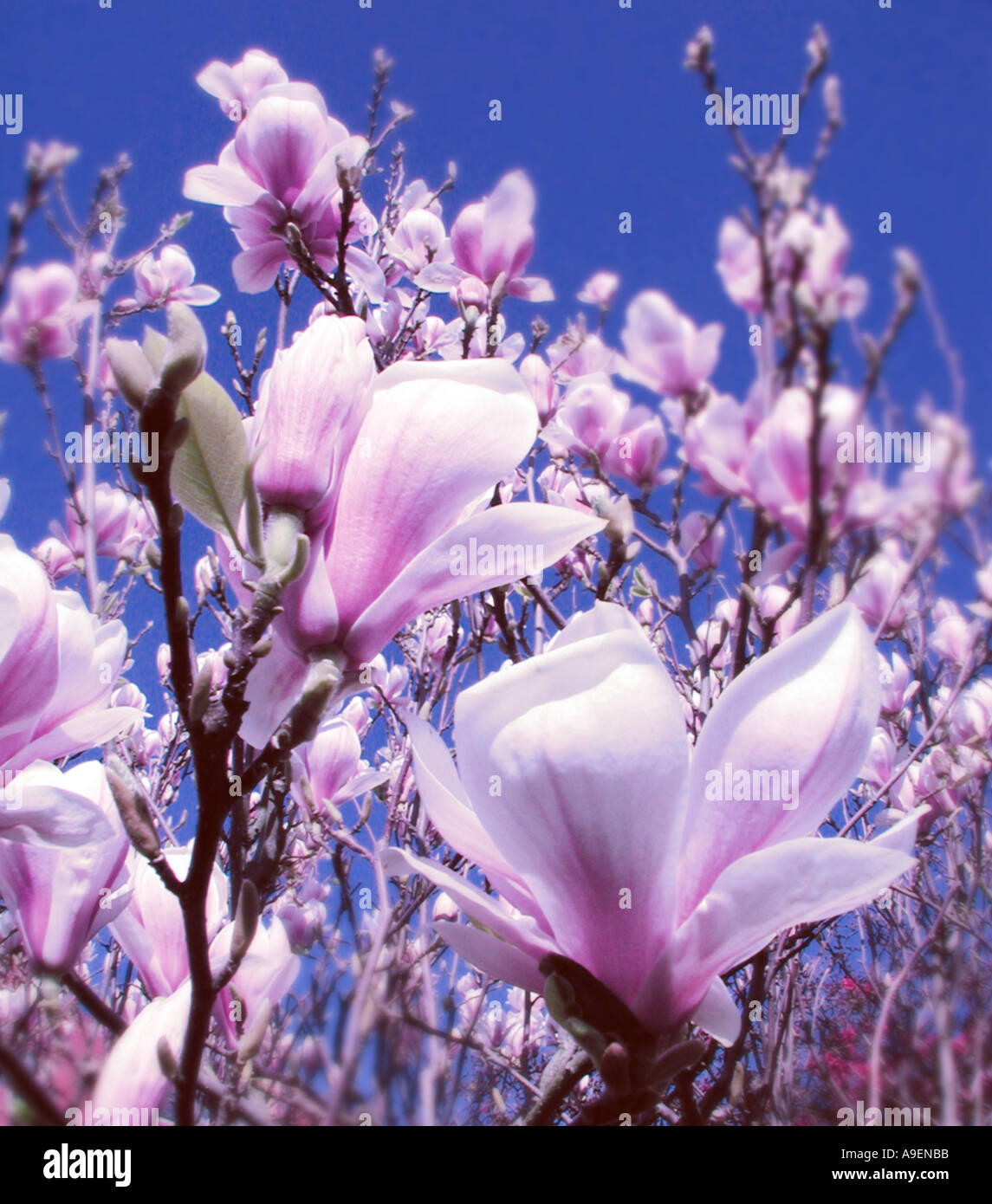 Nom commun Nom latin Magnolia Magnolia rustica rubia Banque D'Images