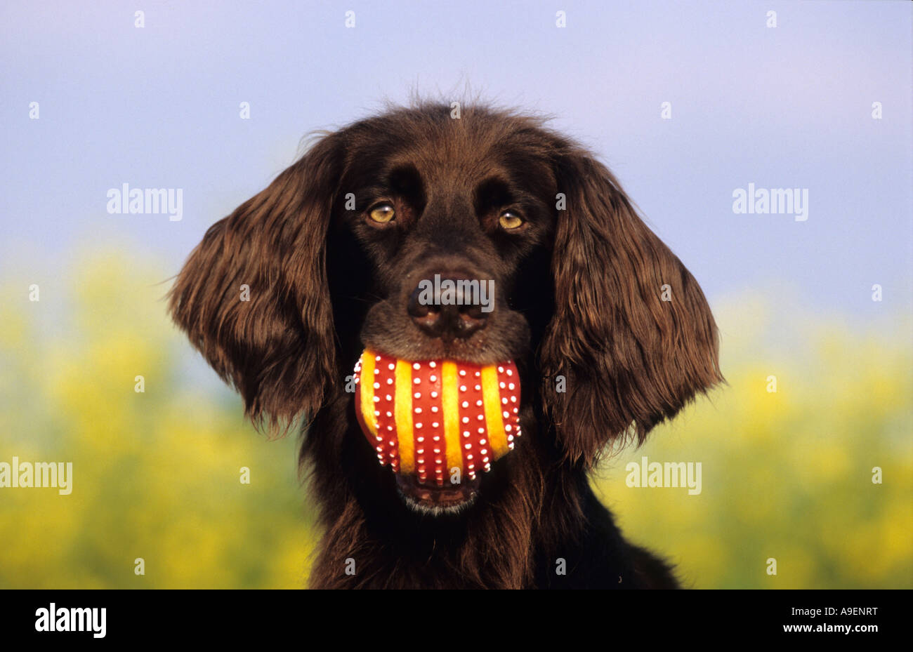 L'allemand poil long Pointeur (Canis lupus familiaris), dog with ball Banque D'Images