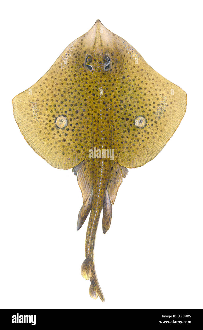 Spotted Ray (Raja montagui), dessin Banque D'Images