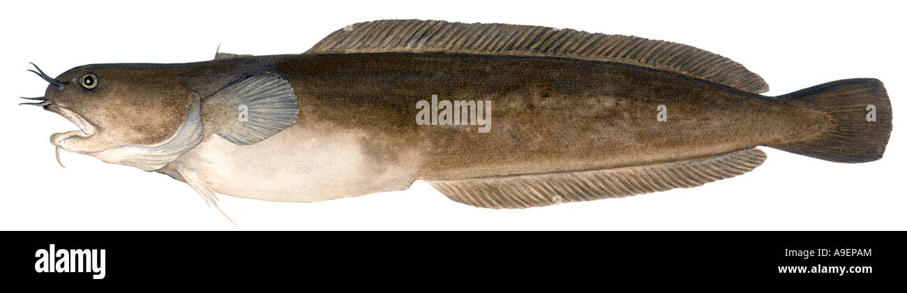 Cinq Rockling barbu (Ciliata mustela), dessin Banque D'Images