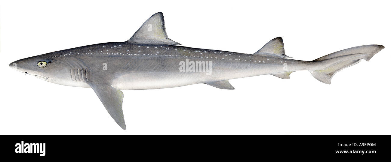 Lisse étoilé Hound (Mustelus asterias), dessin Banque D'Images Lisse étoilé Hound (Mustelus asterias), dessin Banque D'Images
