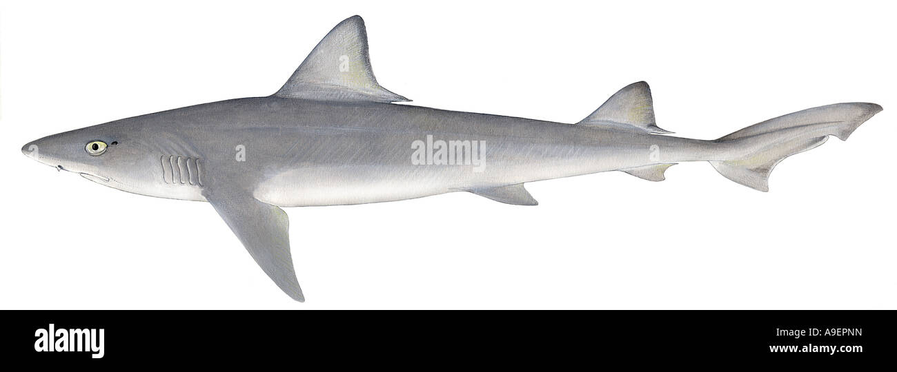 (Mustelus mustelus Hound lisse), dessin Banque D'Images (Mustelus mustelus Hound lisse), dessin Banque D'Images