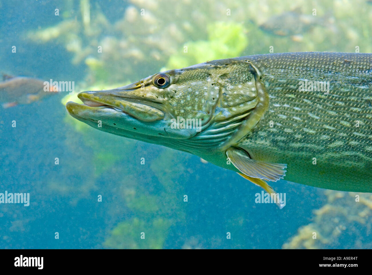 Grand brochet esox lucius Banque de photographies et d’images à haute