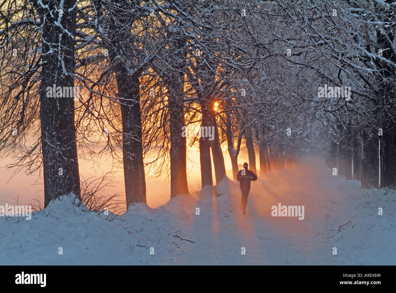 Tilleul (Tilia sp) avenue bordée d'arbres avec jogger au coucher du soleil près du village de Strass, Zillertal, Tyrol Banque D'Images