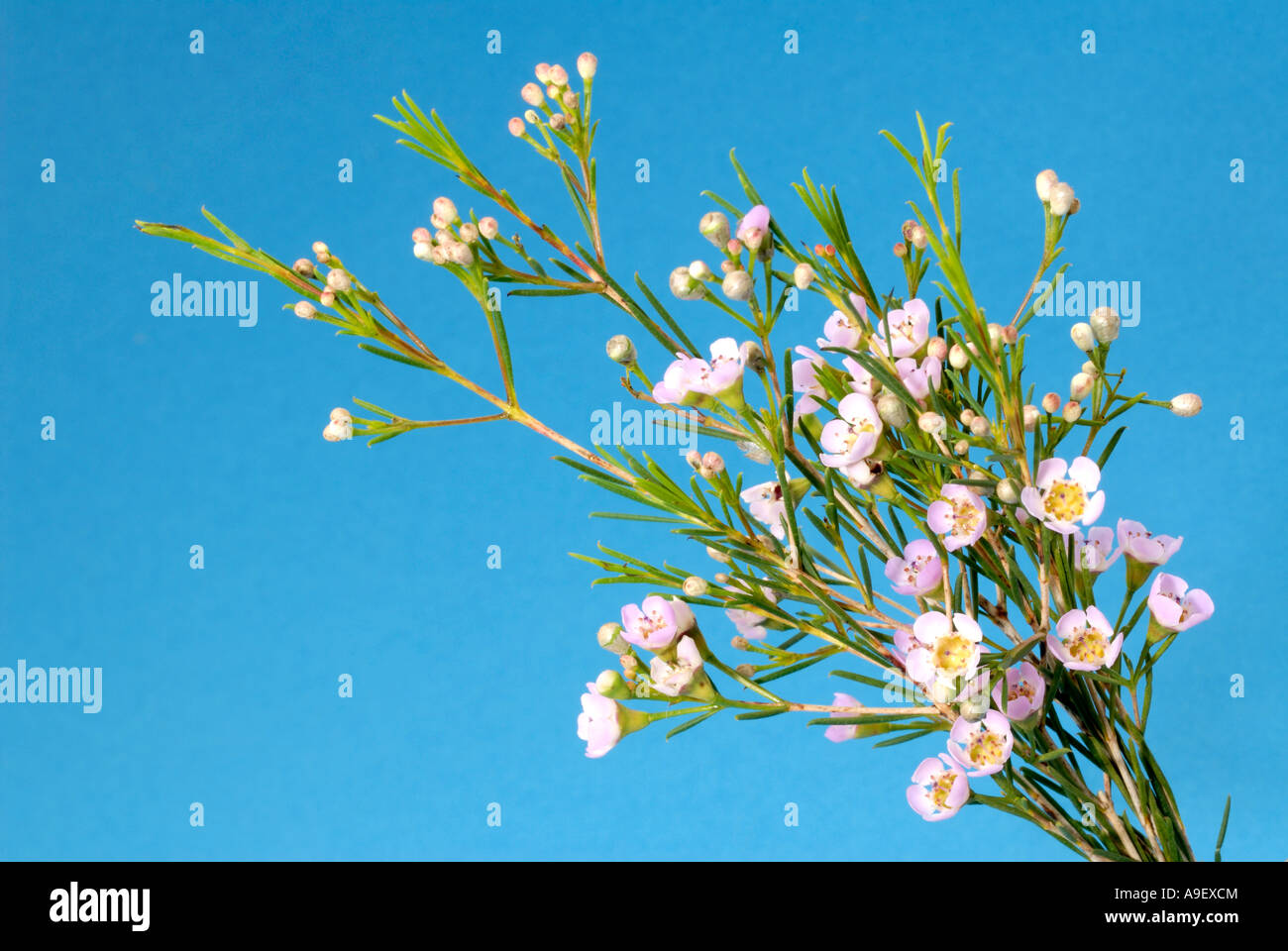 La Nouvelle Zélande, l'arbre à thé de l'arbre de manuka (Leptospermum scoparium), la floraison des brindilles, studio photo Banque D'Images