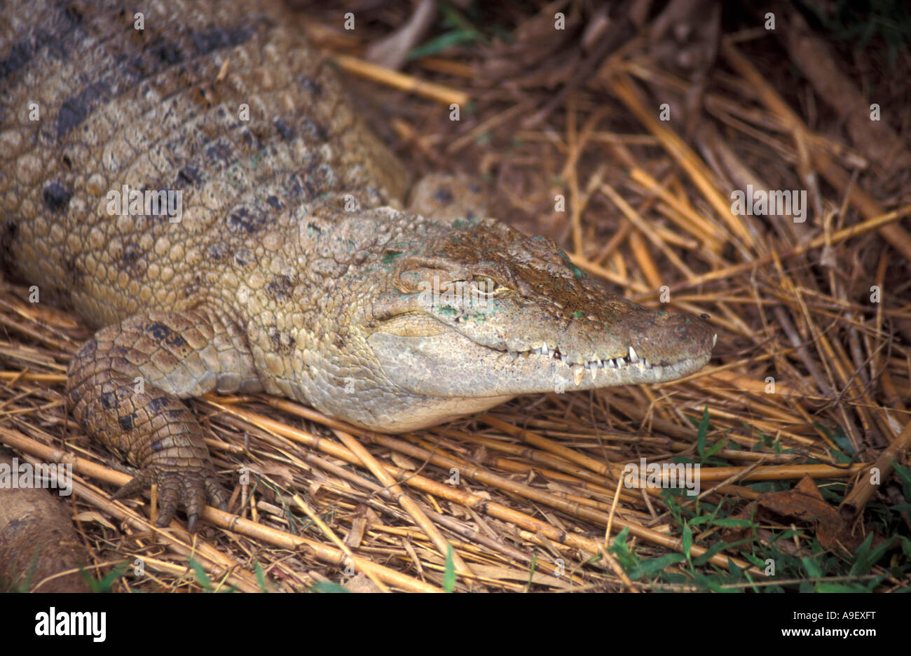 Crocodile (Crocodylus mindorensis philippine), portrait Banque D'Images