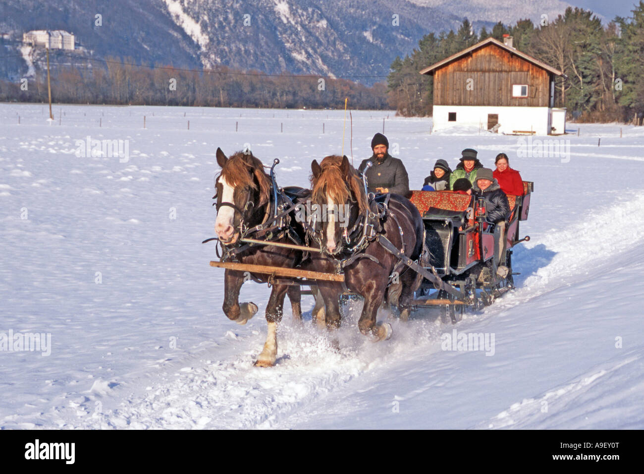 L'Allemand du sud Coldblood chevaux (Equus caballus). Une équipe de deux tirant un traîneau Banque D'Images