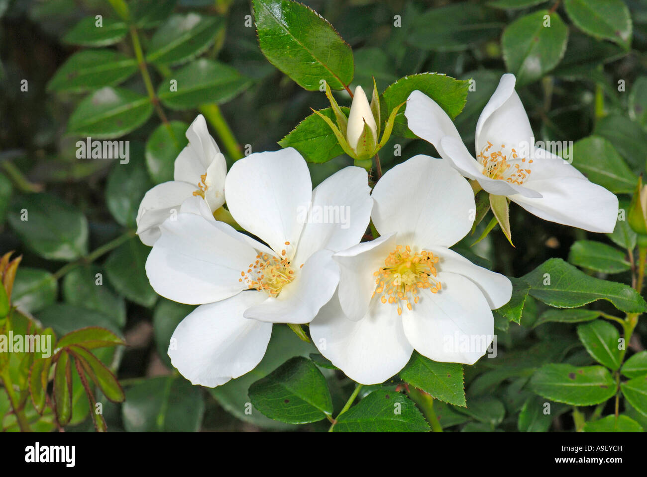 Rose (Rosa cultivar), variété : Escimo, la floraison Banque D'Images