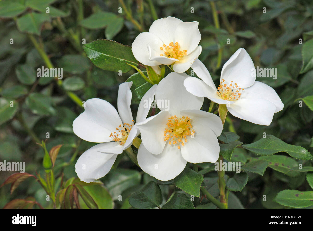 Rose (Rosa cultivar), variété : Escimo, la floraison Banque D'Images