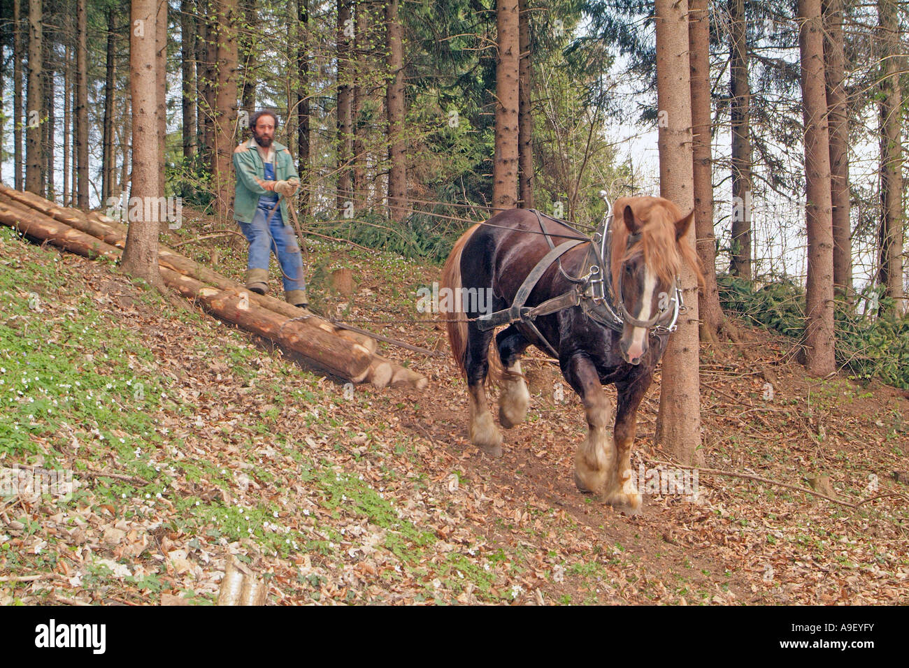 L'agriculteur Hubert Kirchmair travaillant avec son Allemand du Sud Coldblood chevaux (Equus caballus dans une forêt, Tyrol Banque D'Images