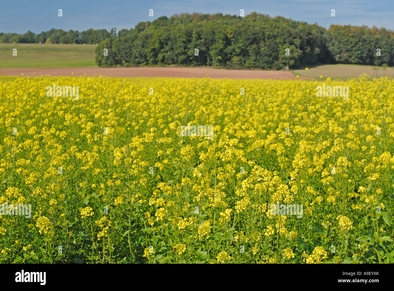 La moutarde blanche (Sinapis alba), champ de fleurs Photo Stock - Alamy