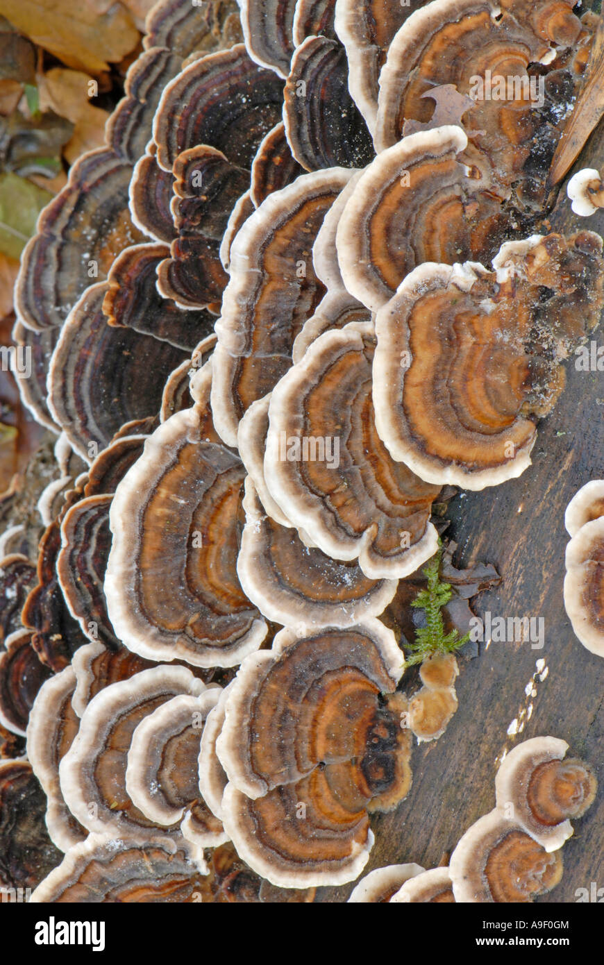 Queue de la Turquie, de champignons polypores multicolores (Trametes versicolor, Coriolus versicolor) sur bois Banque D'Images