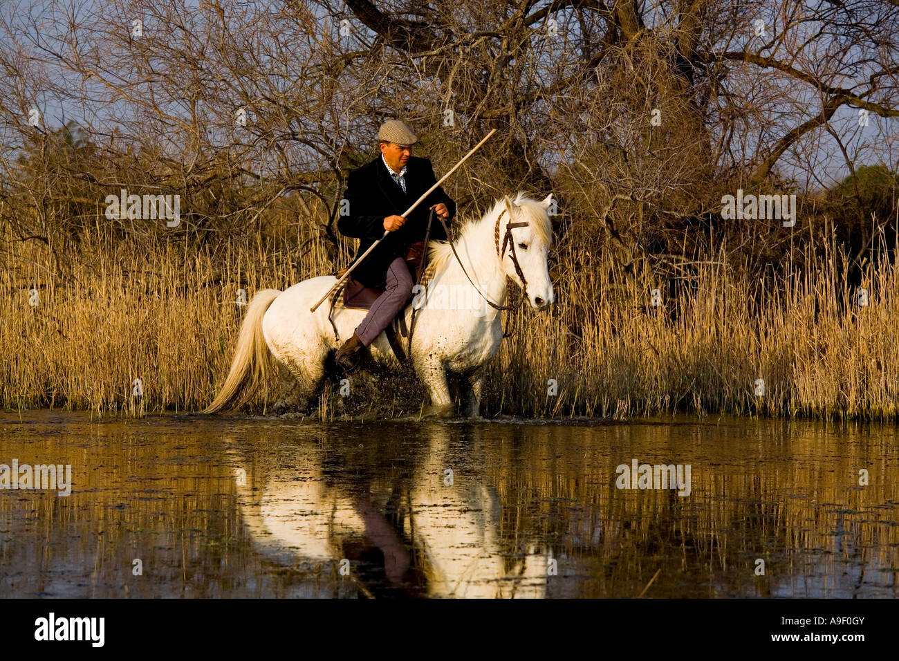 Paysan français sur le cheval blanc de Camargue, dans le sud de la France Banque D'Images