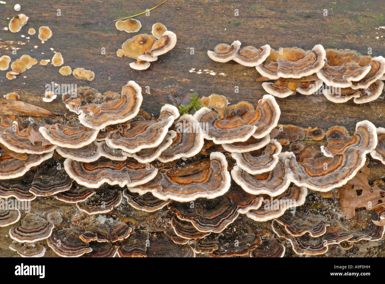 Queue de la Turquie, de champignons polypores multicolores (Trametes versicolor, Coriolus versicolor) sur bois Banque D'Images
