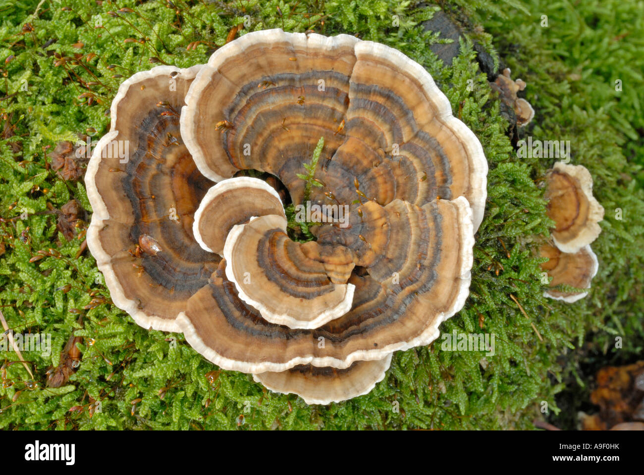 Queue de la Turquie, de champignons polypores multicolores (Trametes versicolor, Coriolus versicolor) sur bois moussus Banque D'Images